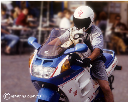Chien à lunettes_RC.jpg