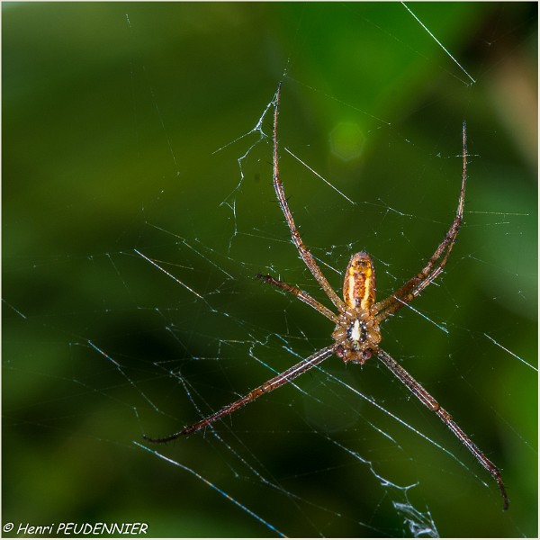 ARAIGNEE META SEGMENTATA_B15_4874_RC.JPG