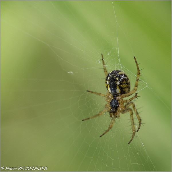 Araignee_Epeire_B16_1481_RC.JPG