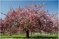 Cerisiers_en_ fleurs_Sceaux_RC