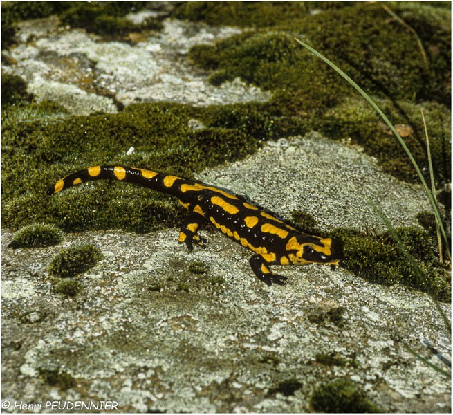 Salamandre_RC.jpg