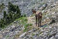 Chamois_Ventoux_A16_2261_RC
