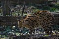 Serval_Z19_0342_RC