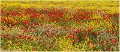 Coquelicots_et_colza_A13_2529_RC
