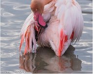 Flamant_Rose_A16_4029_RC