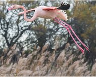 Flamant_Rose_A16_4098_RC