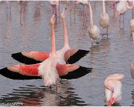 Flamant_Rose_A16_4173_RC