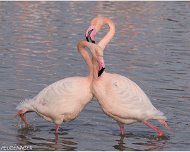 Flamant_Rose_A16_4195_RC