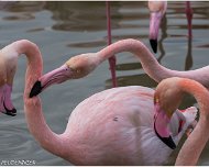 Flamant_Rose_A16_4309_RC