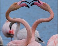 Flamant_Rose_A16_4318_RC