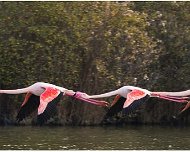 Flamant_Rose_A16_4449_RC