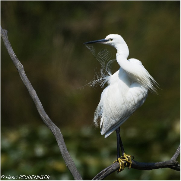 Aigrette_garzette_A18_2663_RC.jpg
