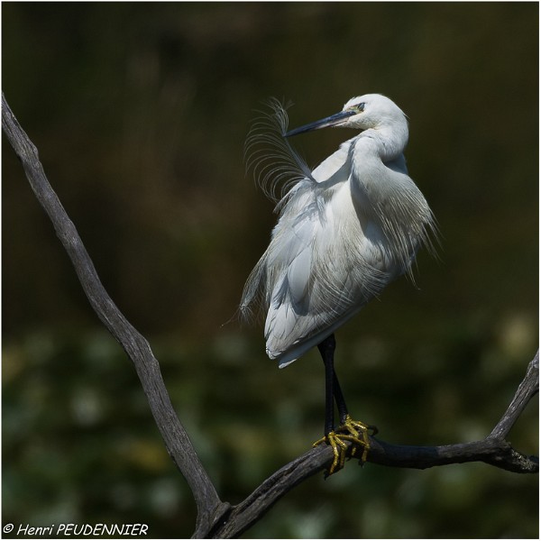 Aigrette_garzette_A18_2668_RC.jpg