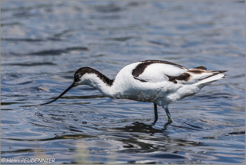 Avocette_elegante_A16_1552_RC.JPG