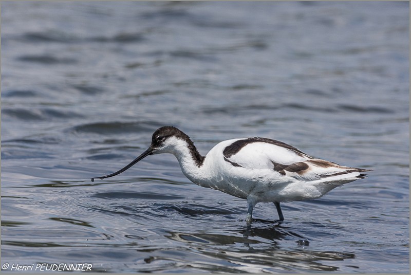 Avocette_elegante_A16_1556_RC.JPG