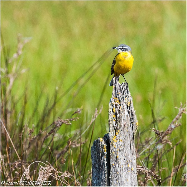 BERGERONETTE _PRINTANIERE_A14_1778.jpg