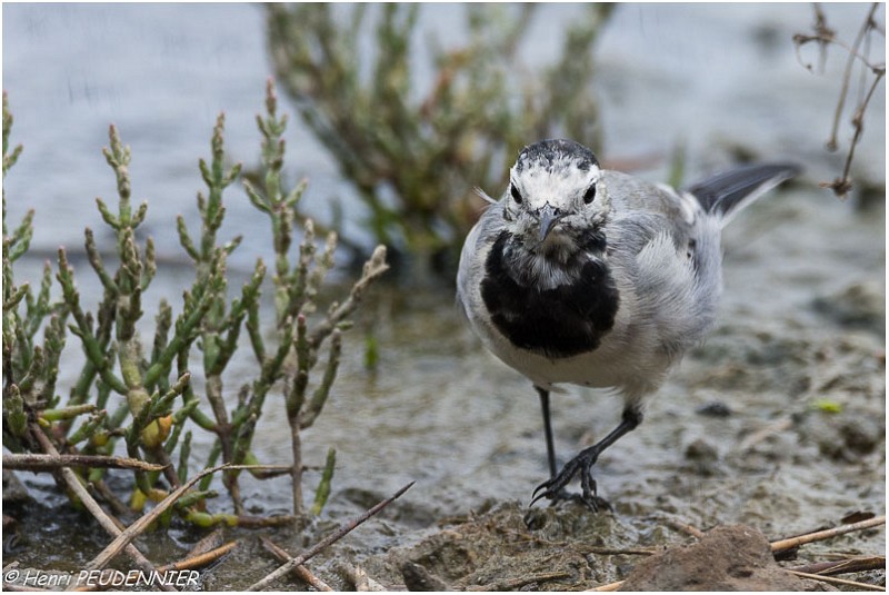 BERGERONNETTE GRISE-A17_4340_RC.jpg