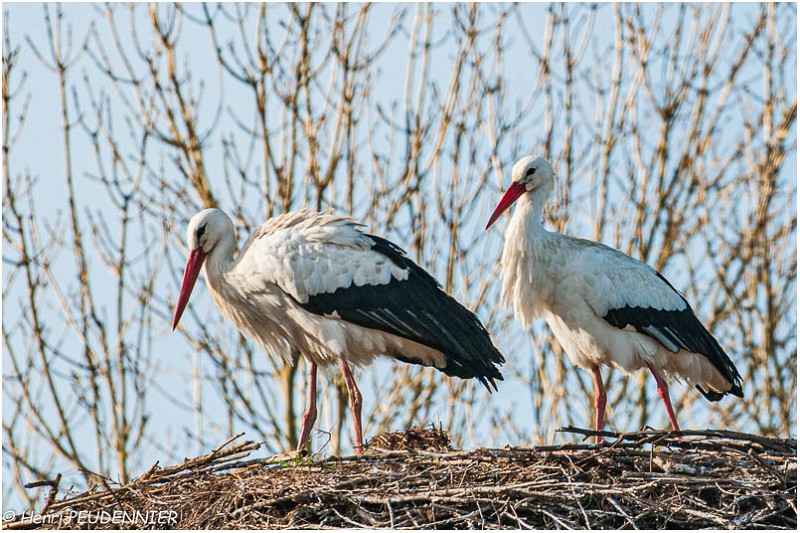 Cigognes_blanches_.jpg