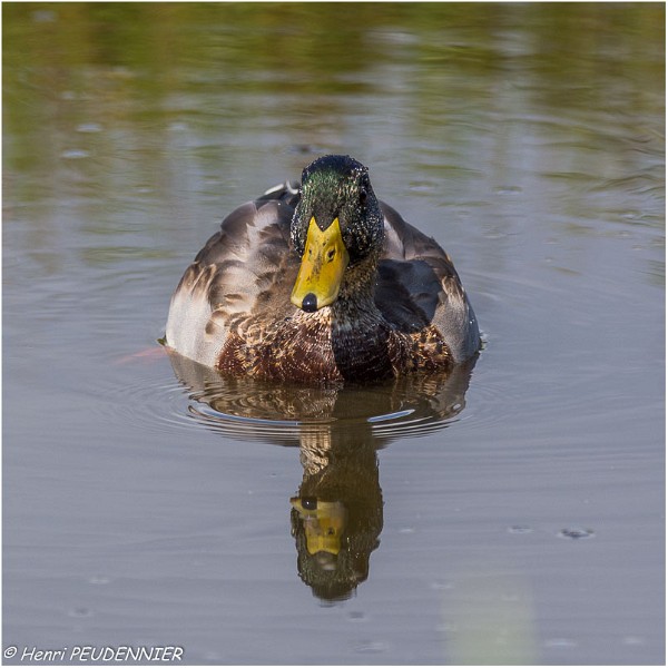 Colvert_male_A17_4657_RC.jpg