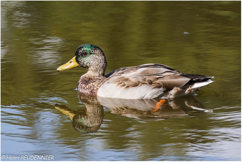 Colvert_male_A17_4662_RC.jpg