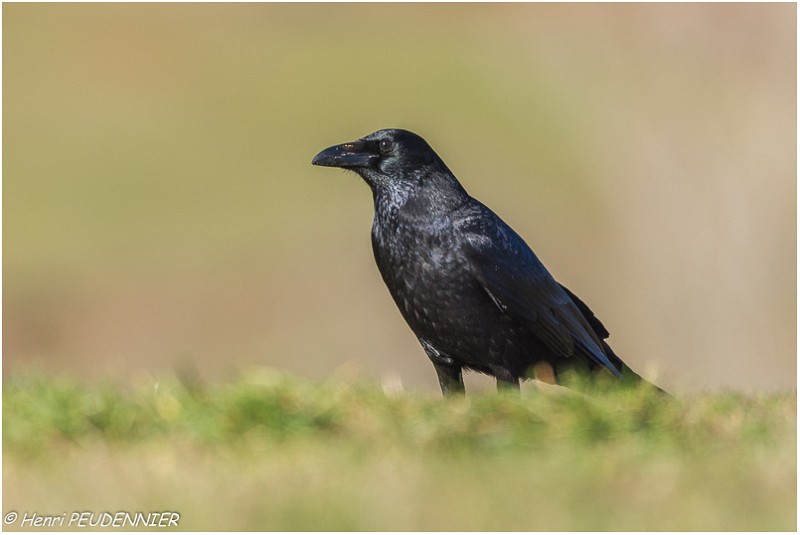 Grand_corbeau_A18_1756_RC.jpg