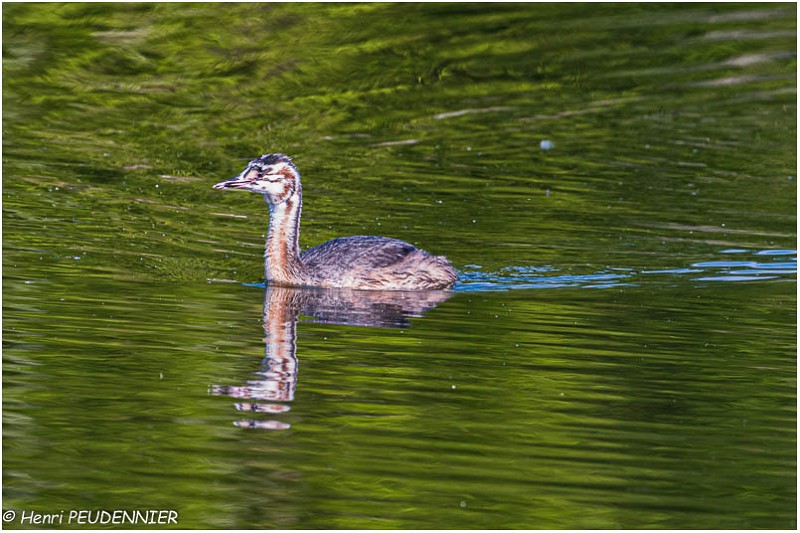 Grebe_huppe_A12_3424_RC.jpg