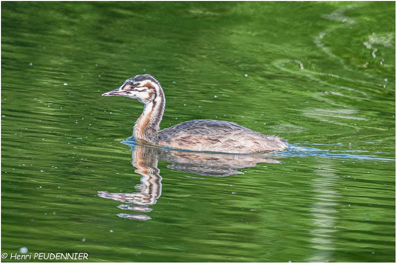 Grebe_huppe_A12_3426_RC.jpg