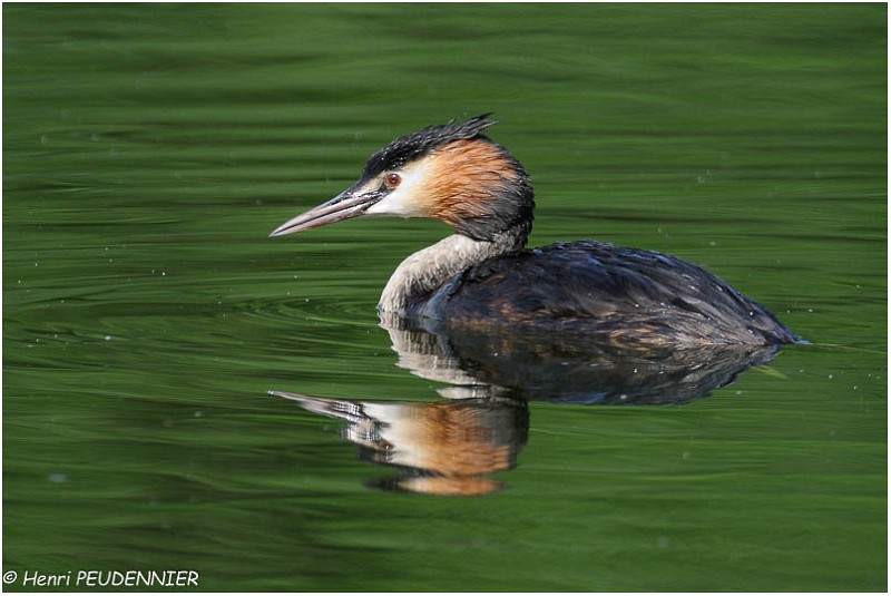 Grebe_huppe_A12_3445_RC (2).jpg