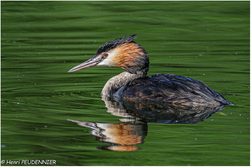 Grebe_huppe_A12_3445_RC.jpg
