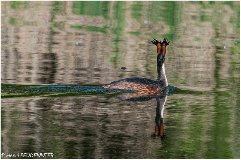 Grebe_huppe_A12_3473_RC.jpg