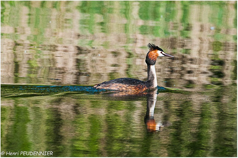 Grebe_huppe_A12_3475_RC.jpg