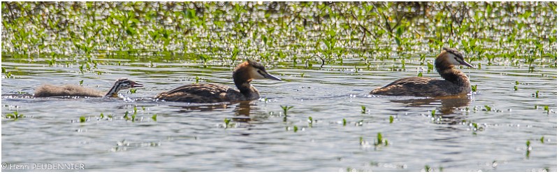 Grebes-huppes_521_0595_RC.jpg