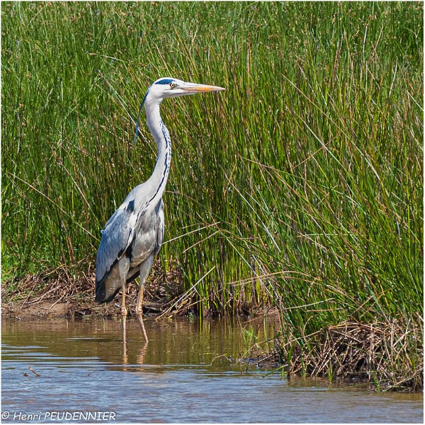 Heron_cendre_A14_1857_RC.jpg