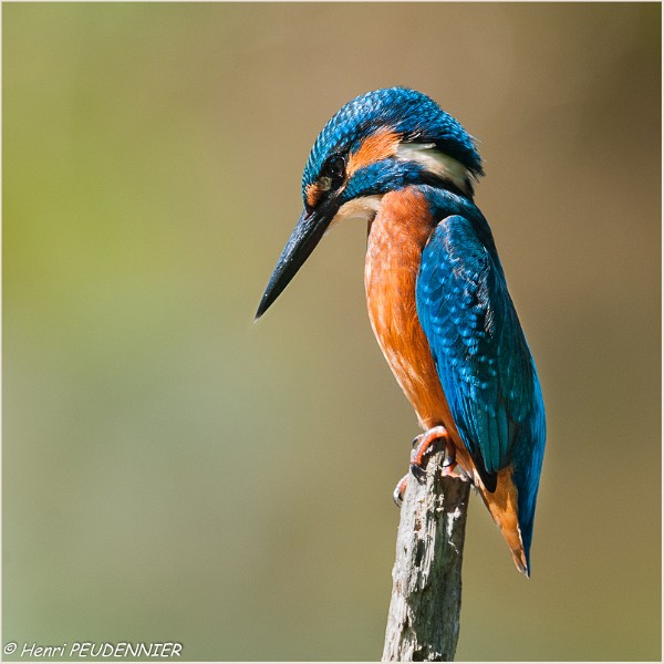 MARTIN PECHEUR_A14_2320_RC.jpg