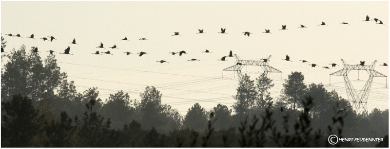 MIGRATION_GRUES_A11_12600_RC.jpg