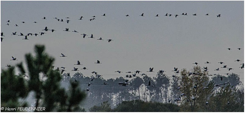Migration_grues_A11_12612_RC.jpg
