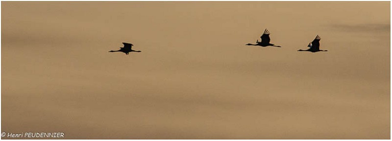Migration_grues_A11_12662_RC.jpg