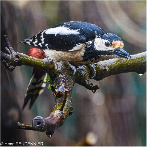 Pic Epeiche_521_0102_RC.jpg