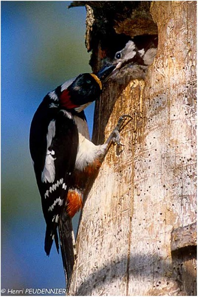 Pic epeiche2-1-HD_RC.jpg