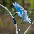 AIGRETTE GARZETTE-A14_5799-RC