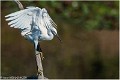 Aigrette_Garzette_A14_5803_RC