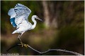 Aigrette_Garzette_A14_5822_RC
