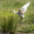 Aigrette_Garzette_A16_1376_RC