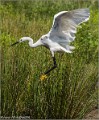 Aigrette_Garzette_A16_1380_RC