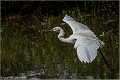 Aigrette_Garzette_A16_1705_RC