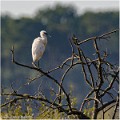 Aigrette_garzette_A10_7989_RC