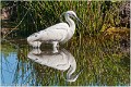Aigrette_garzette_A13_1854_RC