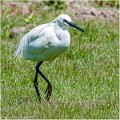 Aigrette_garzette_A13_1981_RC