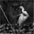 Aigrette_garzette_A18_2663_RC-2