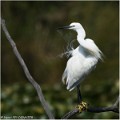 Aigrette_garzette_A18_2663_RC
